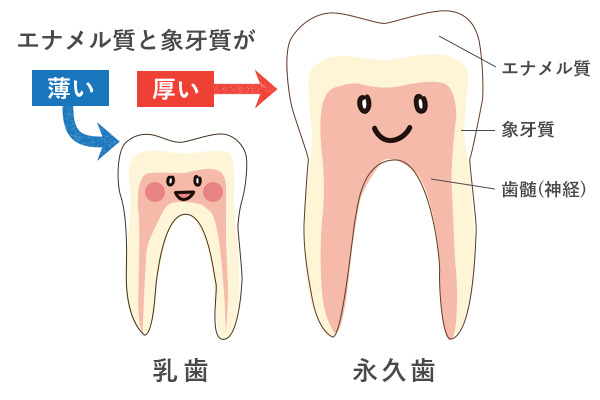 乳歯と永久歯の比較